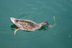 ducks Iseo, Lago d'Iseo, Italy Date: Friday June 09, 2017