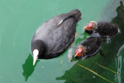 coots Iseo, Lago d'Iseo, Italy Date: Friday June 09, 2017
