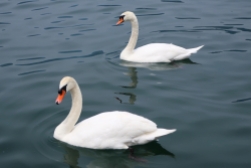 swans Iseo, Lago d'Iseo, Italy Date: Friday June 09, 2017