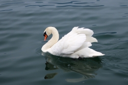 swan Iseo, Lago d'Iseo, Italy Date: Friday June 09, 2017