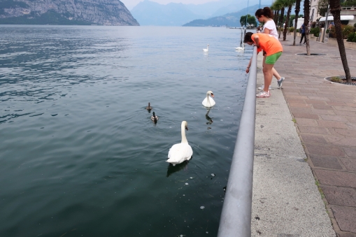 ducks & swans Iseo, Lago d'Iseo, Italy Date: Friday June 09, 2017
