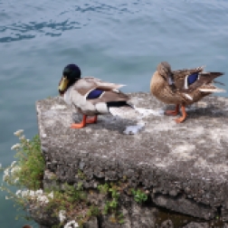 ducks Iseo, Lago d'Iseo, Italy Date: Friday June 09, 2017