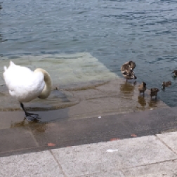 ducks & swan Iseo, Lago d'Iseo, Italy Date: Friday June 09, 2017