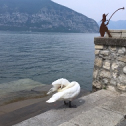 swan Iseo, Lago d'Iseo, Italy Date: Friday June 09, 2017