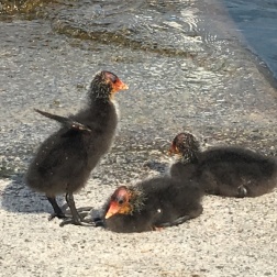 coots Iseo, Lago d'Iseo, Italy Date: Saturday June 10, 2017